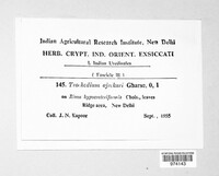 Trochodium ajrekarii image
